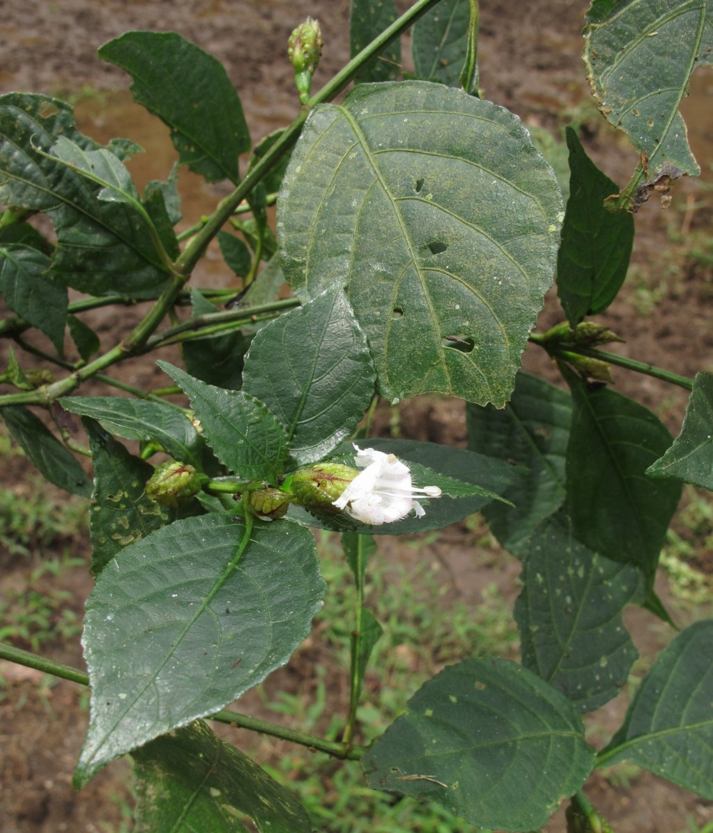 Strobilanthes thwaitesii T.Anderson